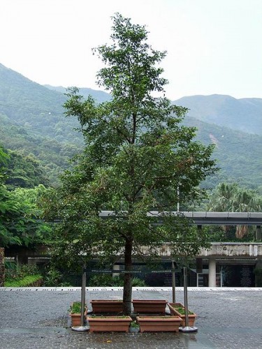 An Incense Tree (Aquilaria Sinensis) July 2008 Kadoorie Farm