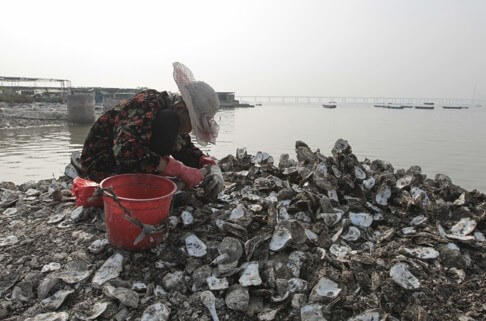 Oyster beds, Lau Fau Shan, SCMP snipped image b 17.1.15