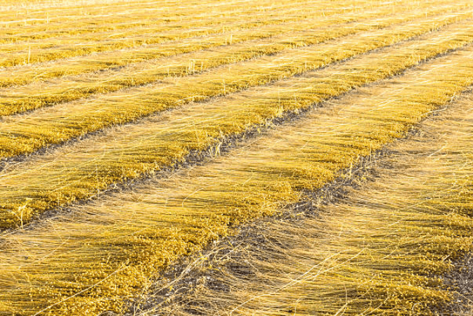 Flax Drying France