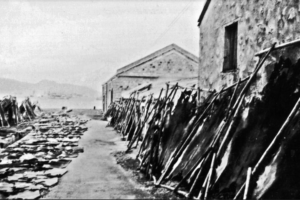 Kai Tak Bund Tanning Lard Factory Image IDJ