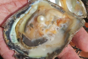 Pearl Farming In HK Courtesy SCMP